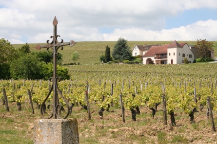 Vineyards of Verdigny-en-Sancerre